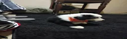 Border Collie dogs for sale: Border Collie 1 - Ad 2