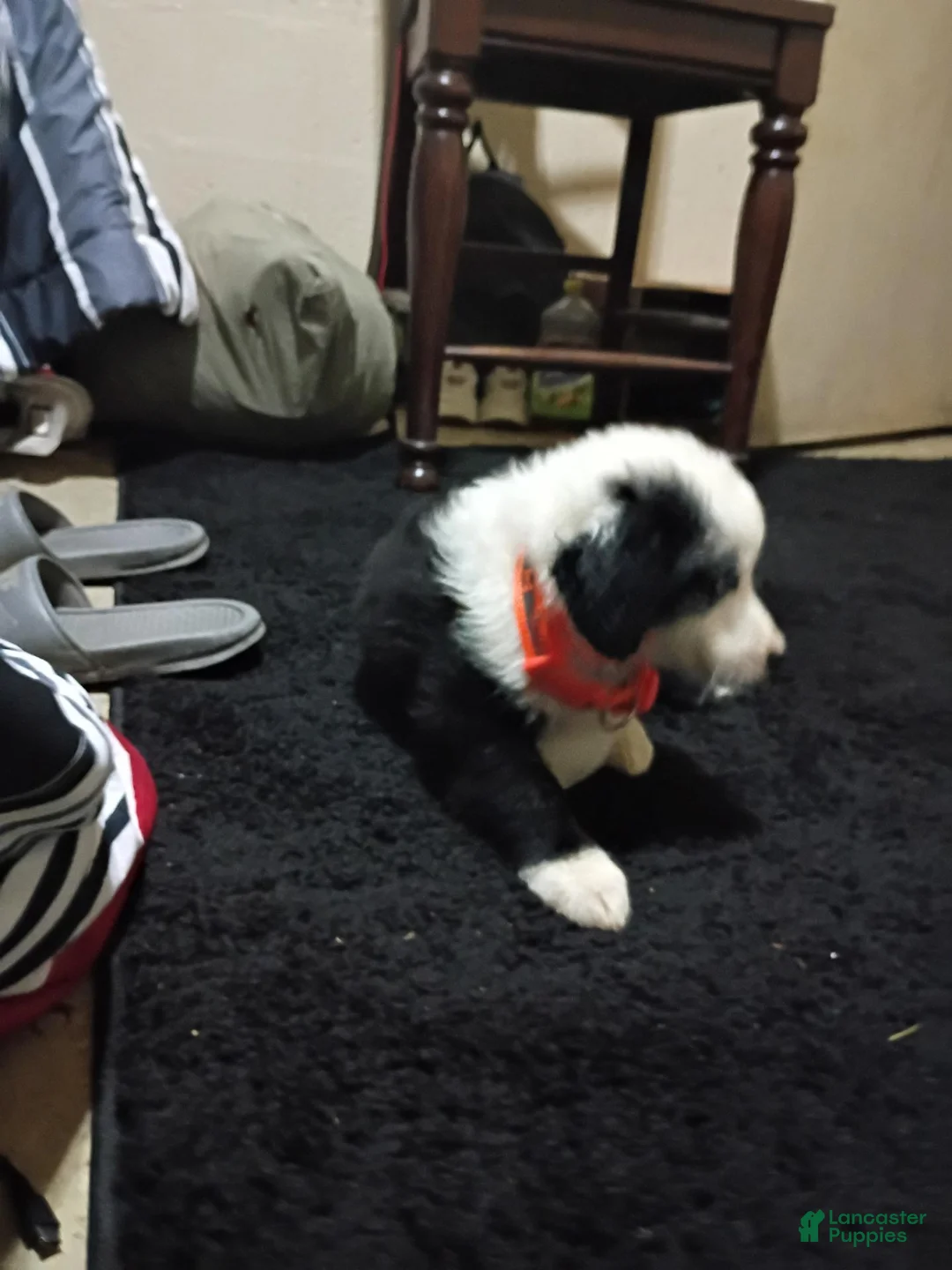 Border Collie dogs for sale: Border Collie 1 - Ad 2