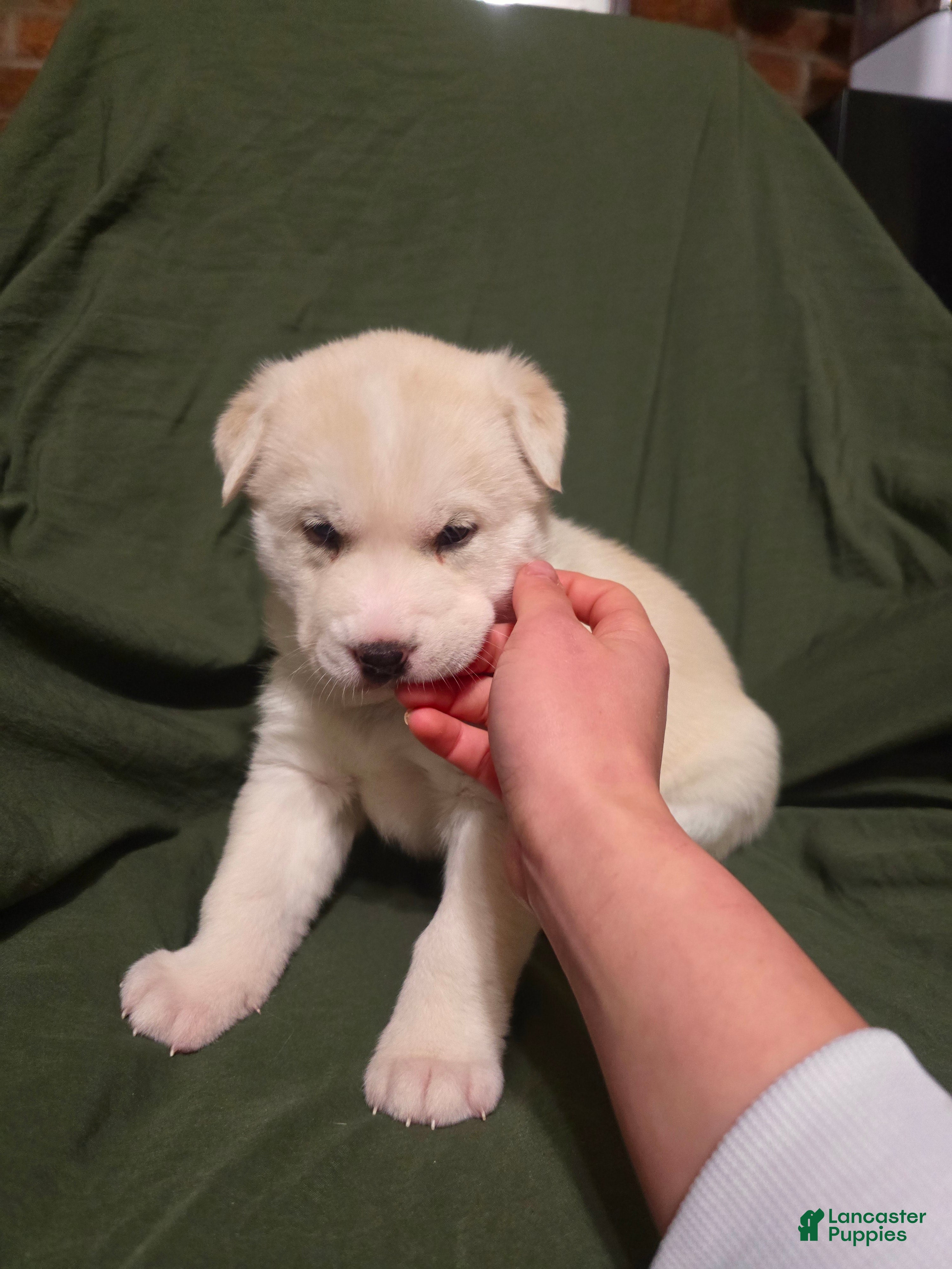 Mixed Breed dogs Ponyo - Ad 2