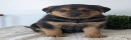 Mixed Breed dogs for sale: Finn - Ad 5