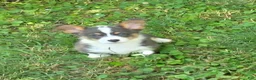 Welsh Corgi Pembroke dogs for sale: Lobo the low rider  - Ad 6