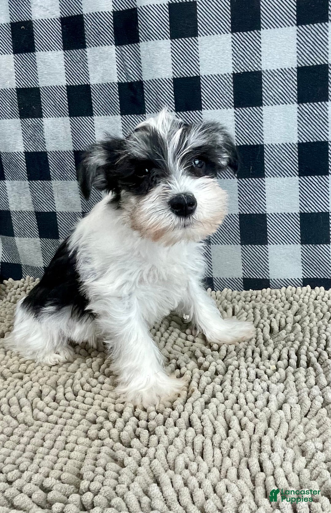 Miniature Schnauzer dogs for sale: Shelly - Ad 8