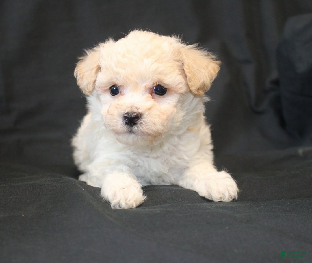 Bichpoo dogs for sale: Benji - Ad 1