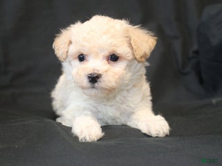 Bichpoo dogs Benji - Ad 27