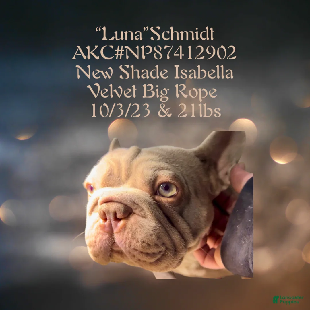 French Bulldog dogs for sale: Orion “Rare Visual Big Rope Frenchie with Tan Points & a Story to Tell” - Ad 9