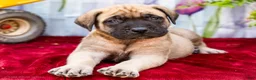 English Mastiff dogs for sale: Miles - Ad 6