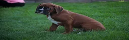 Boxer dogs for sale: Beck - Ad 5
