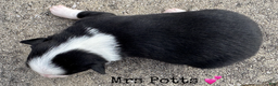 Miniature Australian Shepherd dogs for sale: Mrs Potts - Ad 4