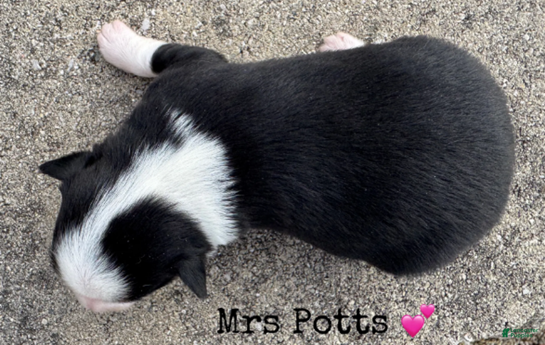 Miniature Australian Shepherd dogs for sale: Mrs Potts - Ad 4