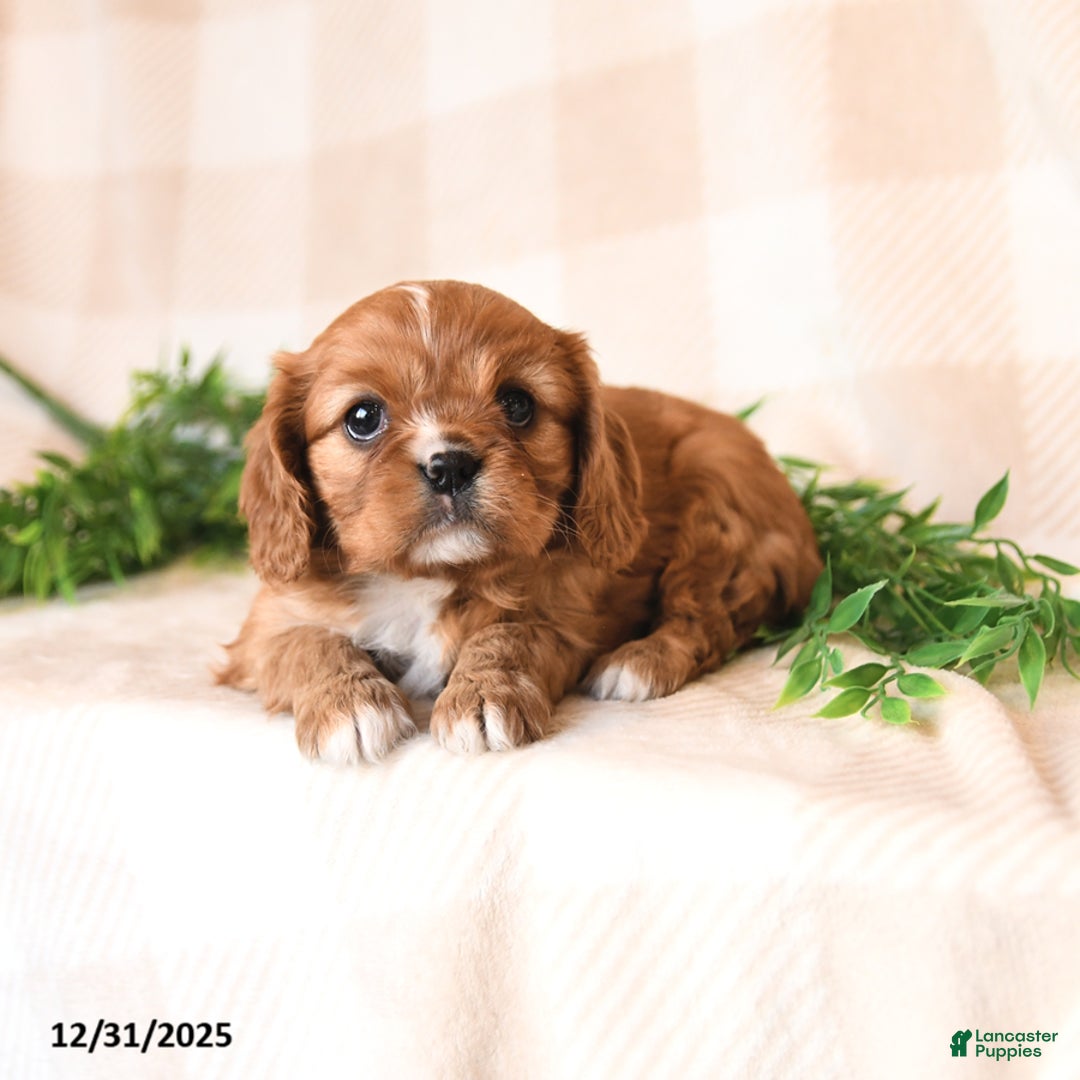Cavalier King Charles Spaniel dogs for sale: Scarlet - Ad 3