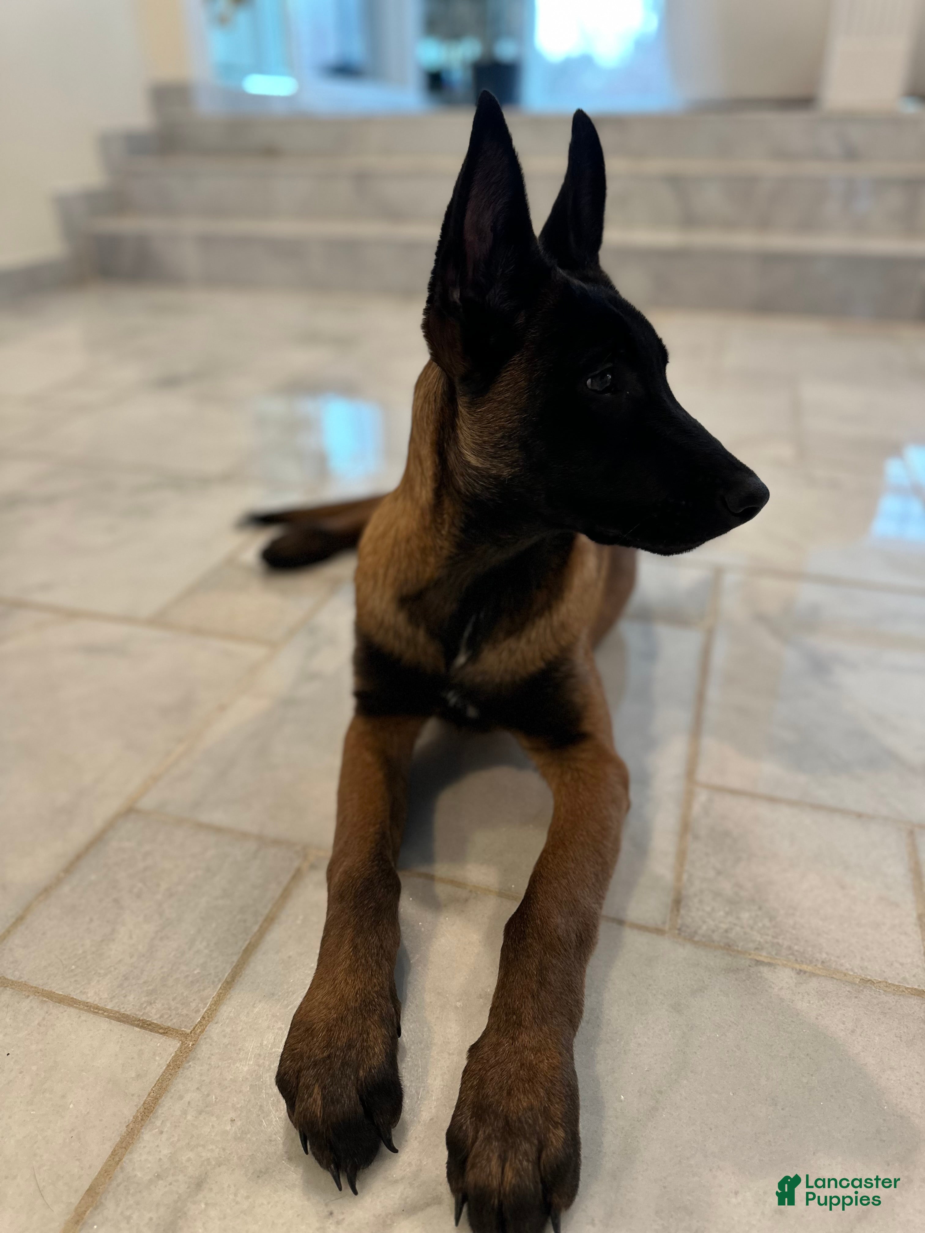 Belgian Malinois dogs Belgian Malinois Puppy 1 - Ad 2