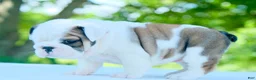 English Bulldog dogs for sale: Lily - Ad 4