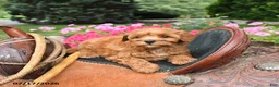 Mini Goldendoodle dogs for sale: Muffin - Ad 4