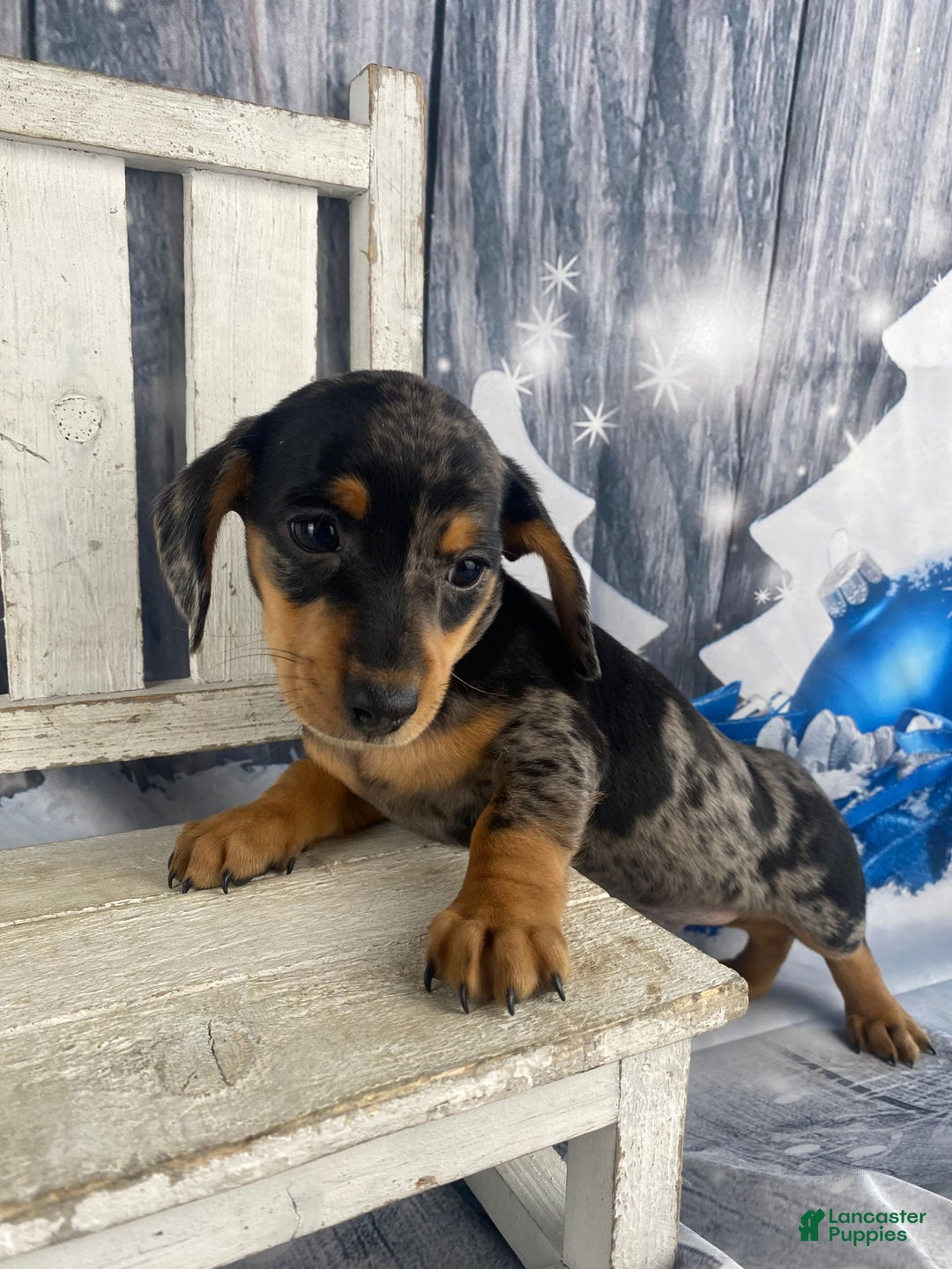 Miniature Dachshund dogs for sale: Rowdy - Ad 5