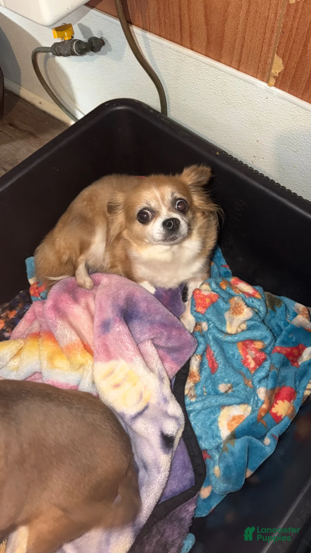 Chihuahua dogs for sale: Chihuahua Puppy 2 - Ad 2