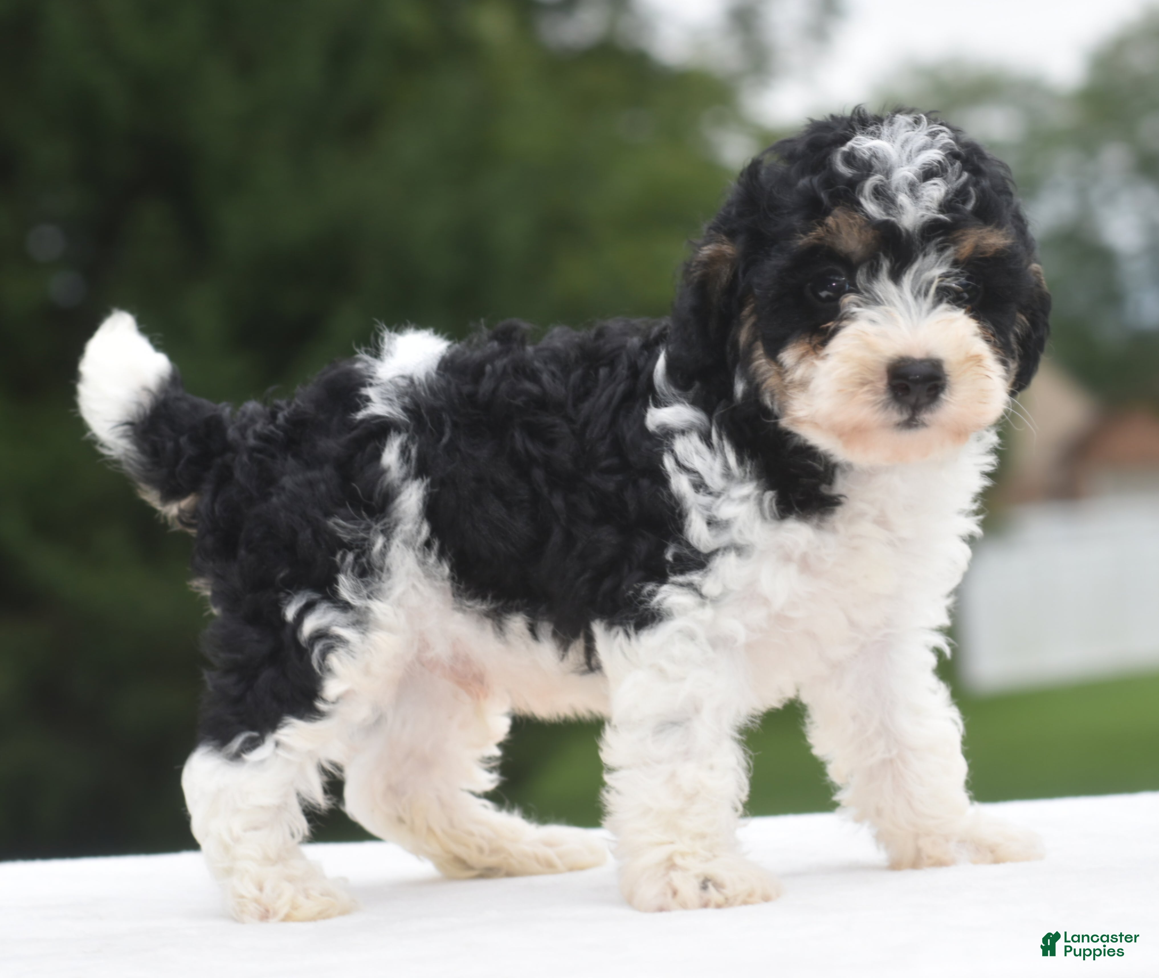 Toy Poodle dogs Bentley  - Ad 1