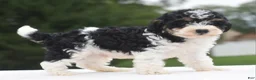 Toy Poodle dogs for sale: Bentley  - Ad 1