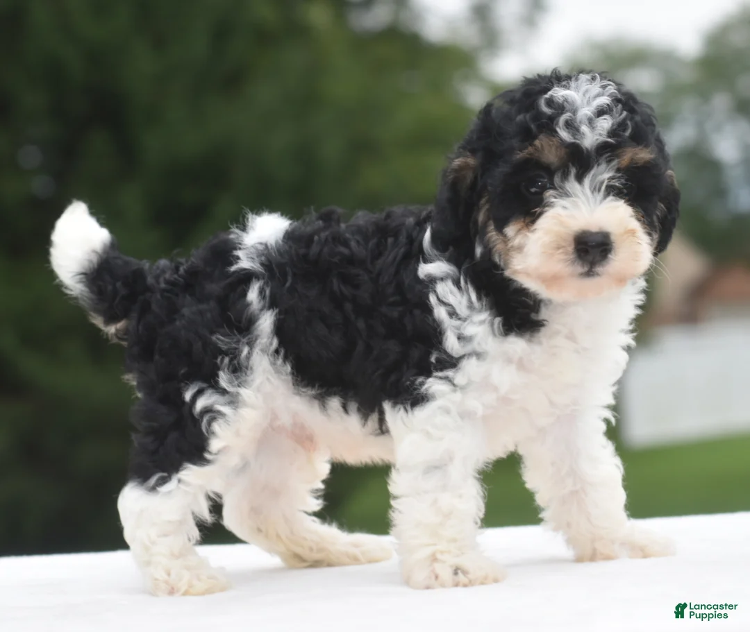 Toy Poodle dogs for sale: Bentley  - Ad 1