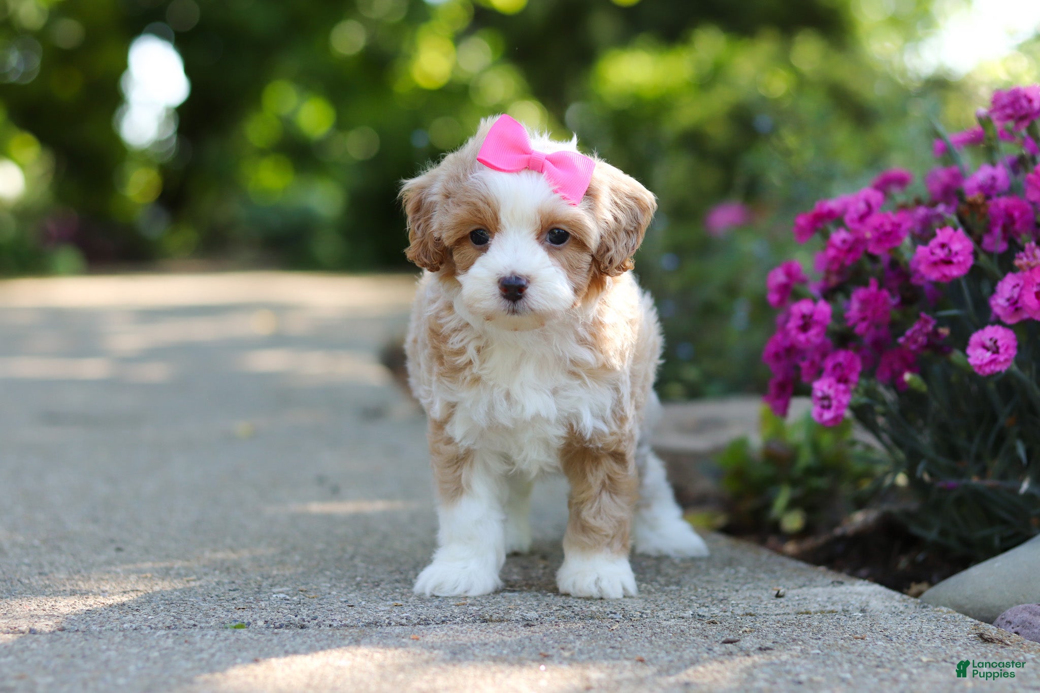 Cavapoo dogs for sale: Haven - Ad 14