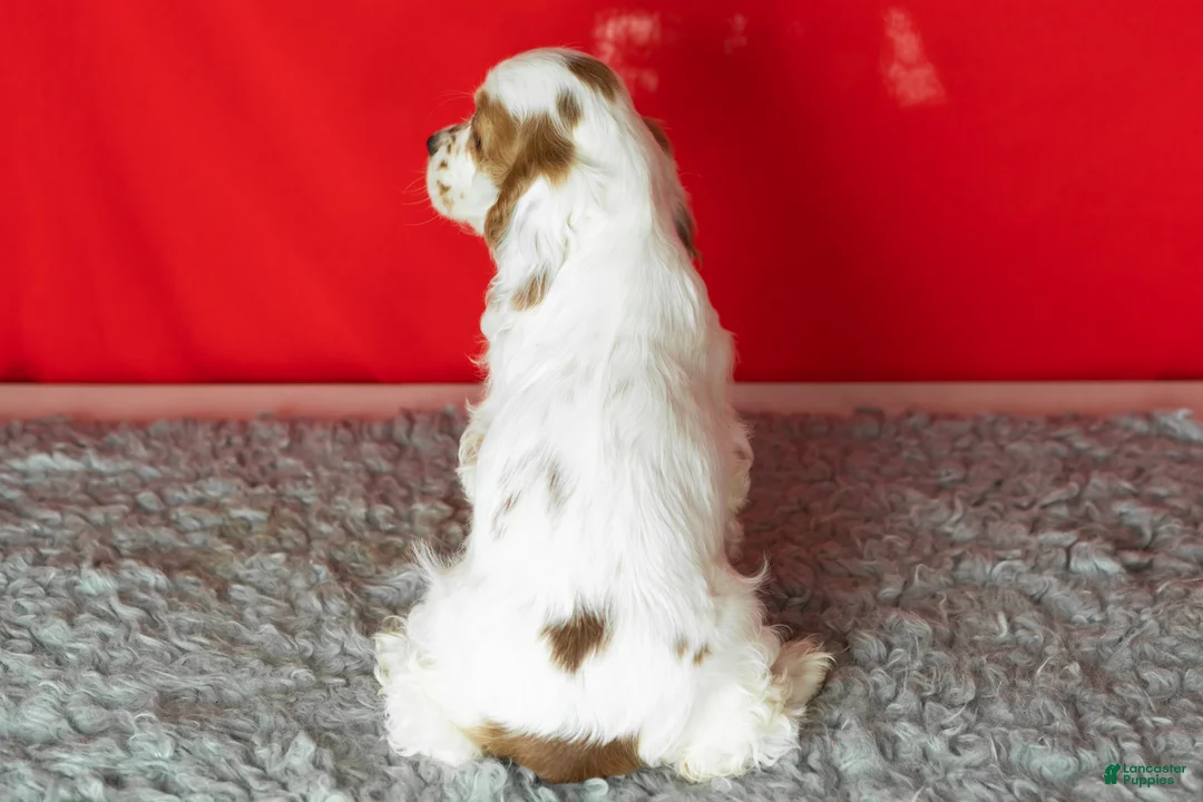 Cocker Spaniel dogs for sale: Freckles  - Ad 6