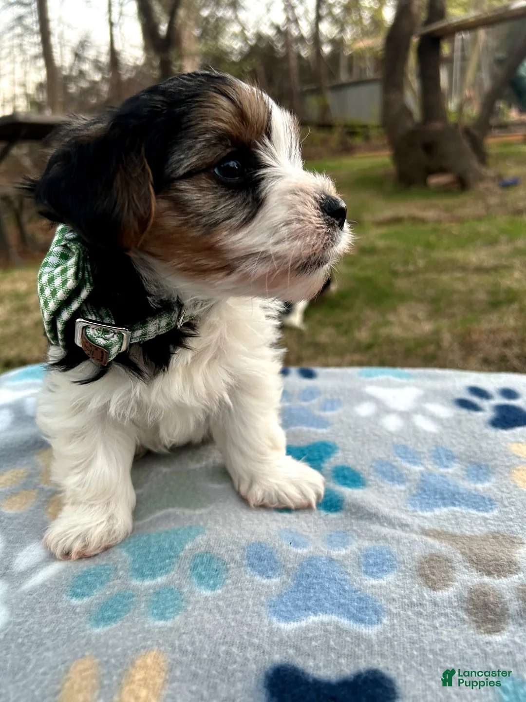 Yorkshire Terrier dogs for sale: Yorkshire Terrier Puppy 2 - Ad 2