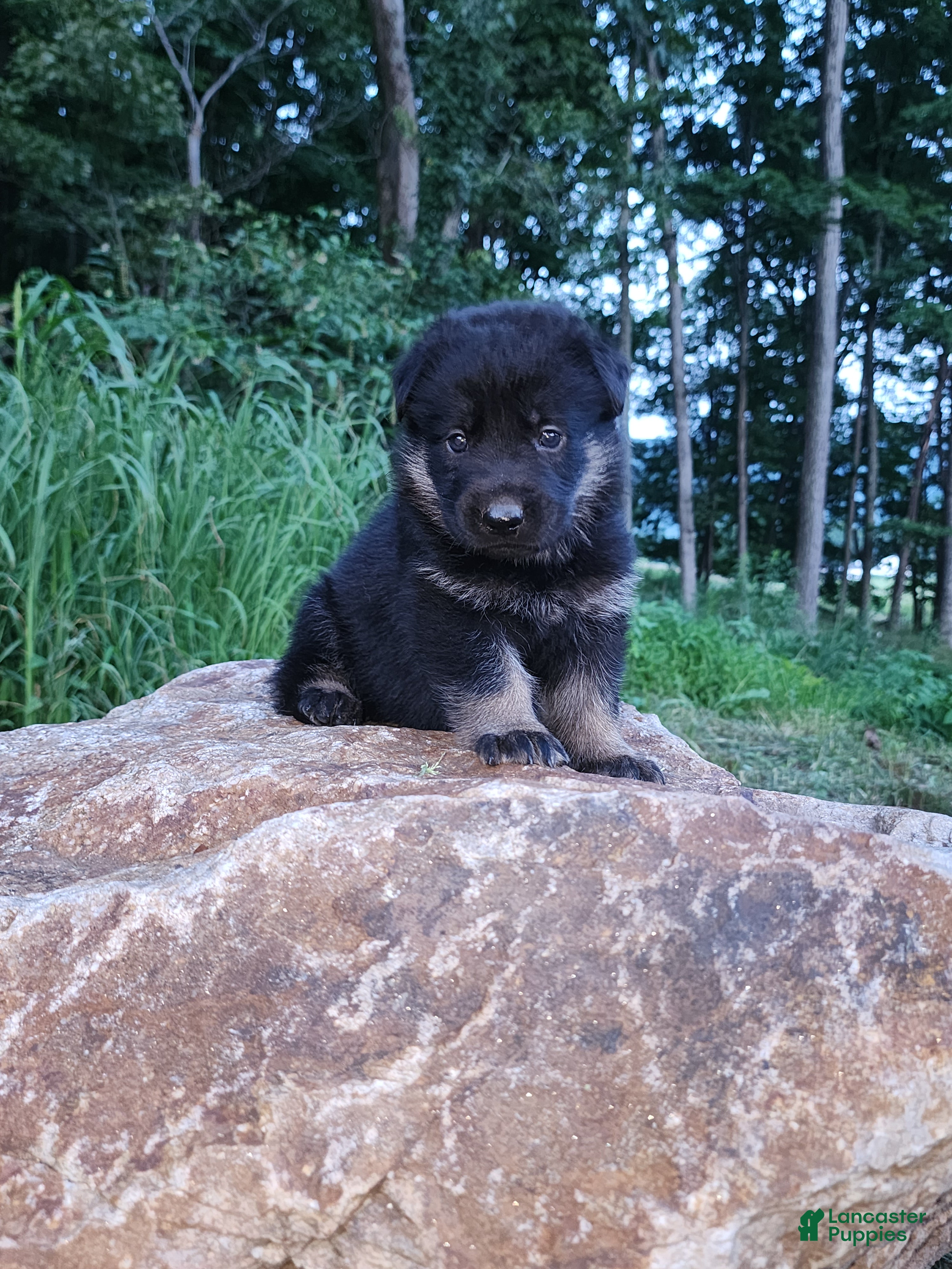 German Shepherd dogs German Shepherd 2 Tar - Ad 1