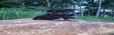 German Shepherd 2 Tar