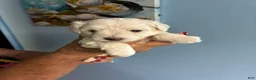 Schnauzer dogs for sale: Schnauzer Puppy 3 - Ad 1