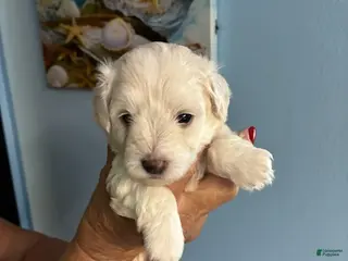 Schnauzer dogs Schnauzer Puppy 3 - Ad 2
