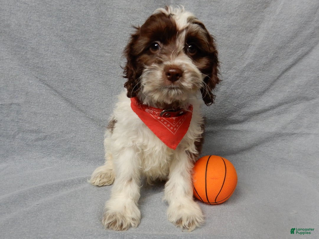 Cockapoo dogs for sale: Grant - Ad 2