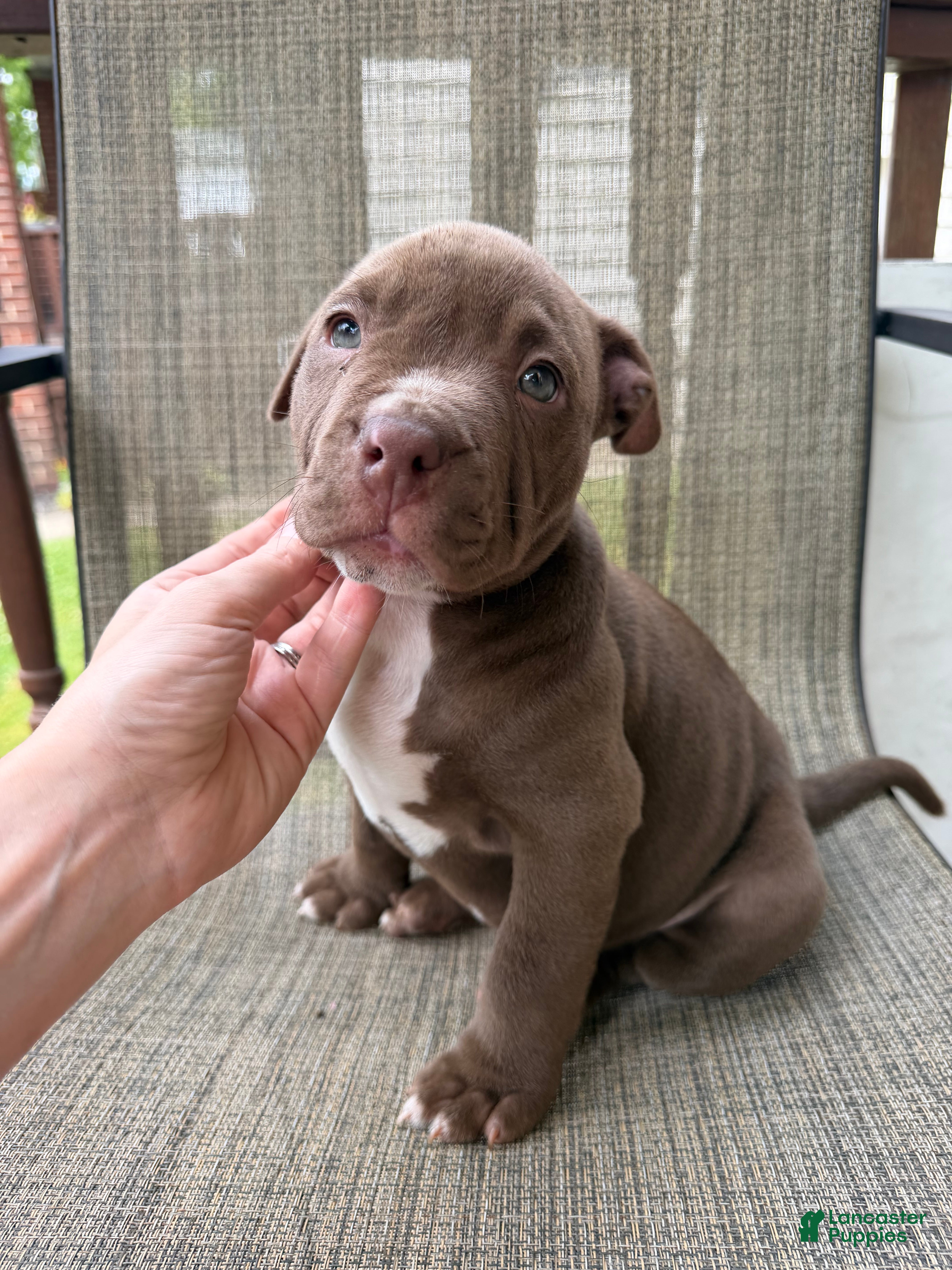American Bully dogs Floki - Ad 1