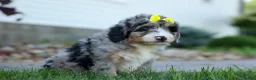 Mini Bernedoodle dogs for sale: 🐾 Peaches 🐾 - Ad 9