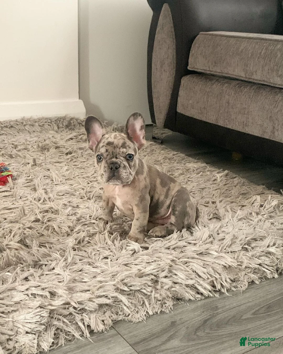 French Bulldog dogs for sale: Rocky - Ad 2