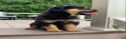 Rottweiler dogs for sale: Lulu - Ad 7