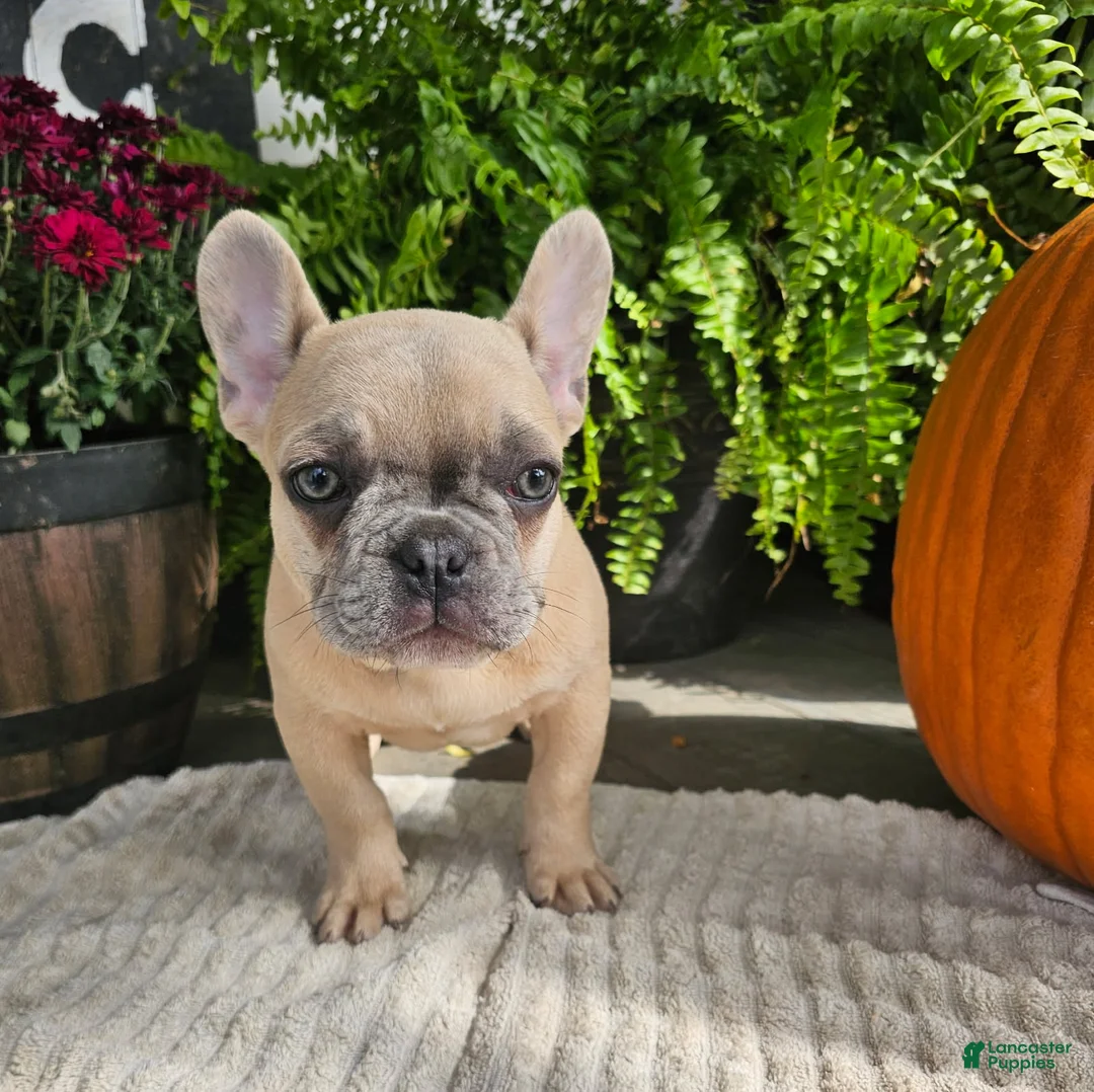 French Bulldog dogs for sale: Teddy - Ad 1