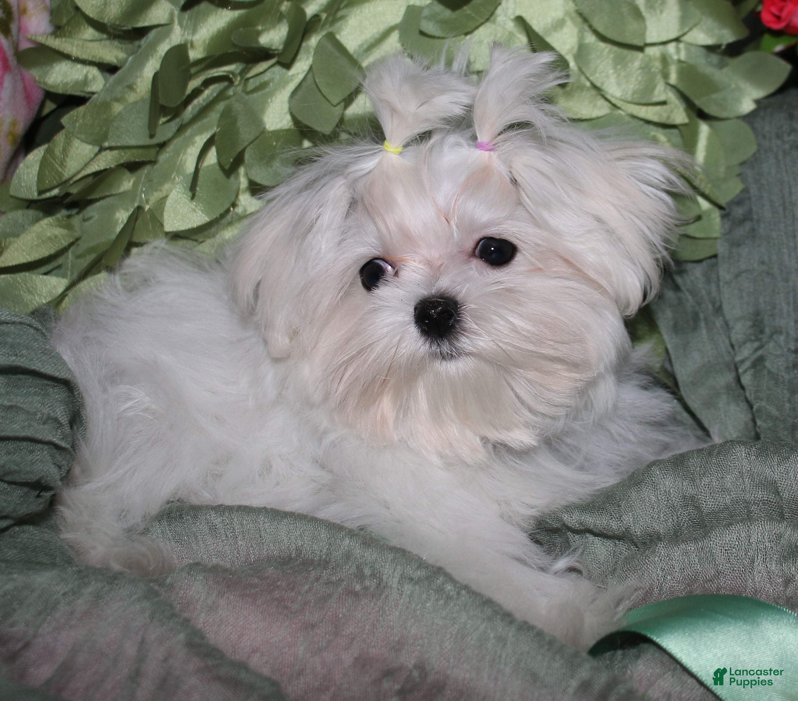 Maltese dogs Maci - Ad 2