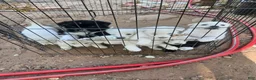Mixed Breed dogs for sale: Mixed Breed 2 - Ad 9