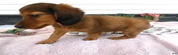 Miniature Dachshund dogs for sale: Miniature Dachshund 2 Ranger - Ad 3