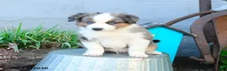 Miniature Australian Shepherd dogs for sale: Johnny - Ad 5