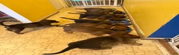 Mixed Breed dogs for sale: Mocha - Ad 7