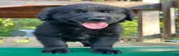 Golden Shepherd dogs for sale: Koda  - Ad 13