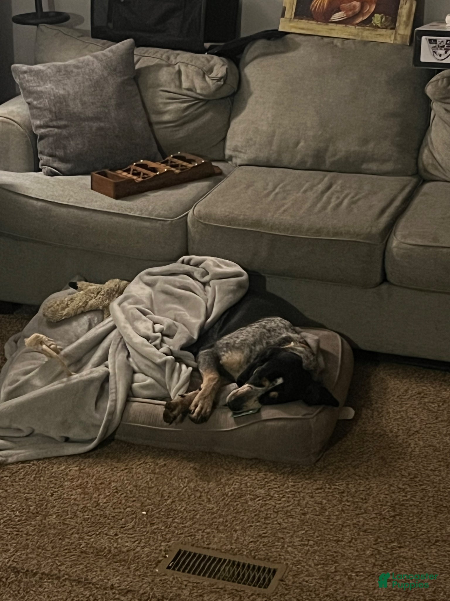 Coonhound dogs Eli blue tick coonhound  - Ad 1