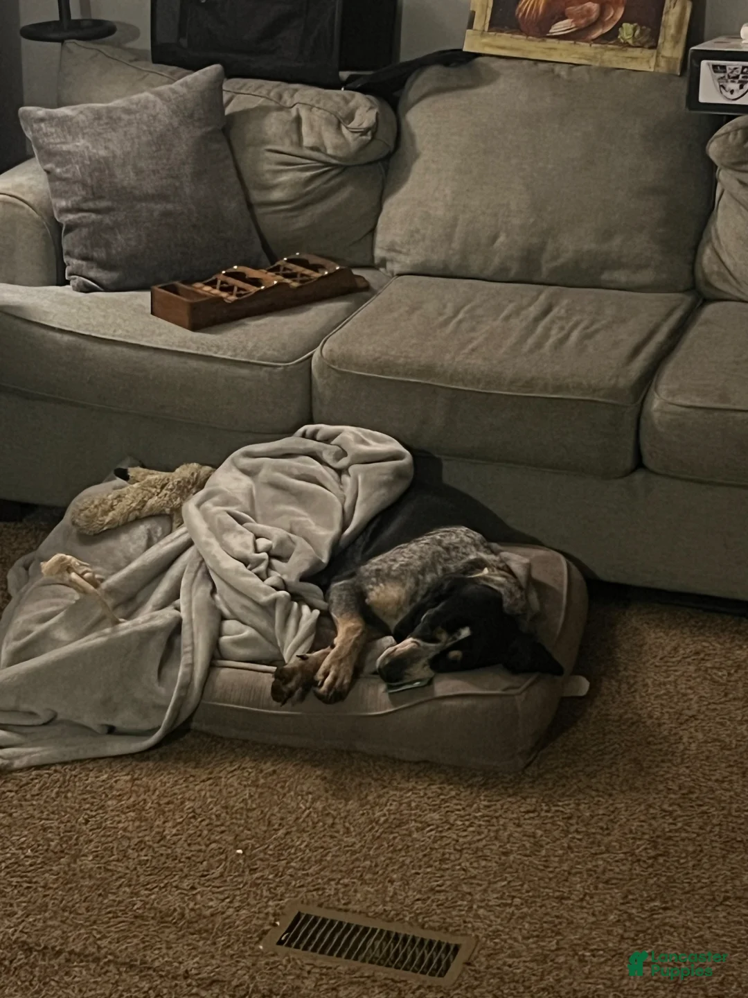 Coonhound dogs for sale: Eli blue tick coonhound  - Ad 1