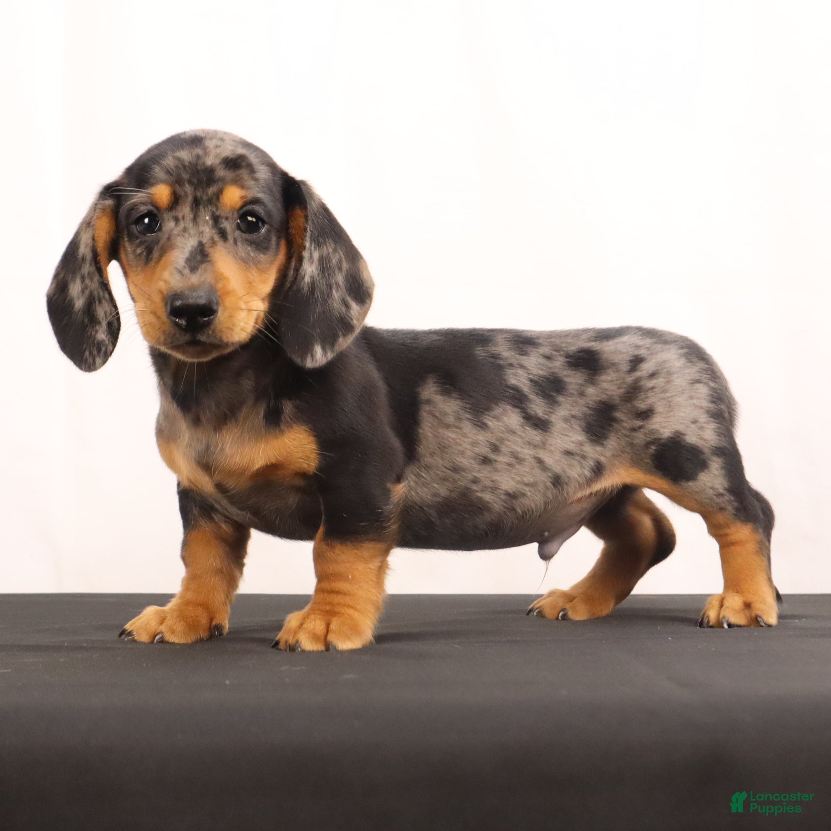 Dachshund dogs Rocky - Ad 2