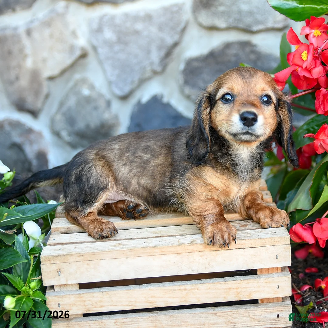 Miniature Dachshund dogs for sale: Lance  - Ad 1