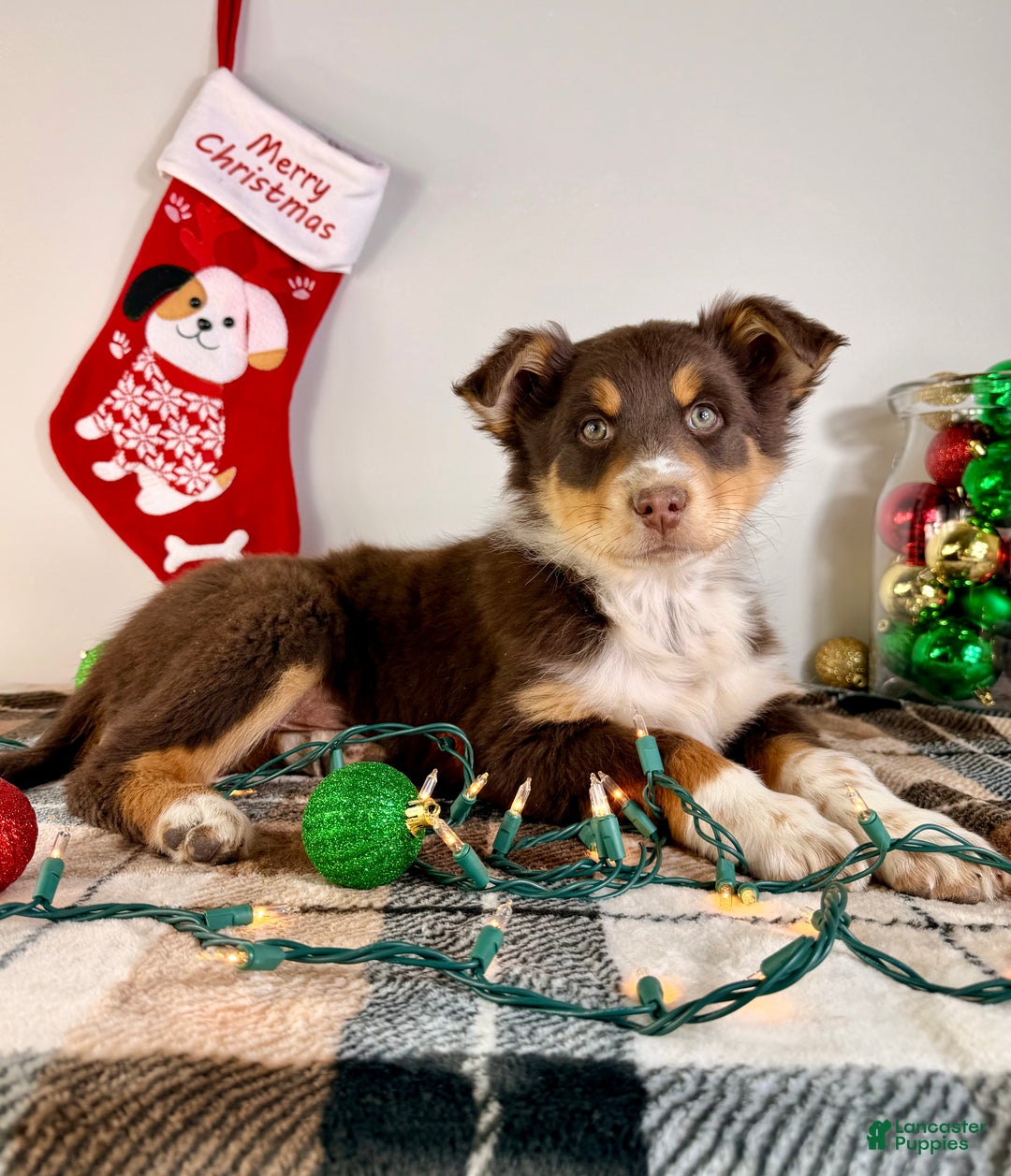 Australian Shepherd dogs for sale: Astro - Ad 3