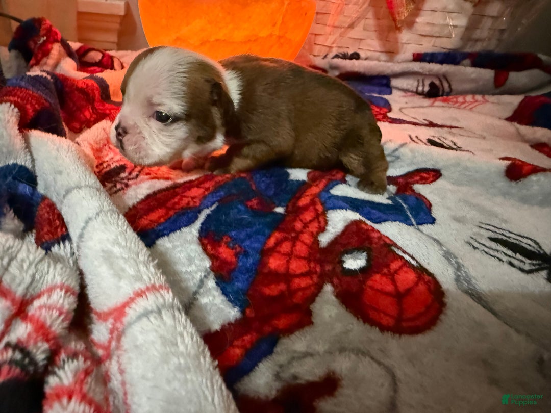 English Bulldog dogs for sale: English Bulldog Puppy 1 - Ad 3