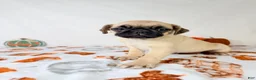 Pug dogs for sale: Petunia - Ad 3