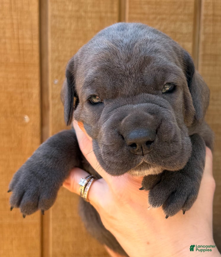 Cane Corso dogs Cane Corso Puppy 6 - Ad 2