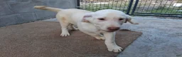 Labrador Retriever dogs for sale: Dan - Ad 4